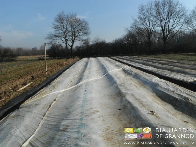 Photo des plantations protégées par un voile thermique près d'un perchoir à buse