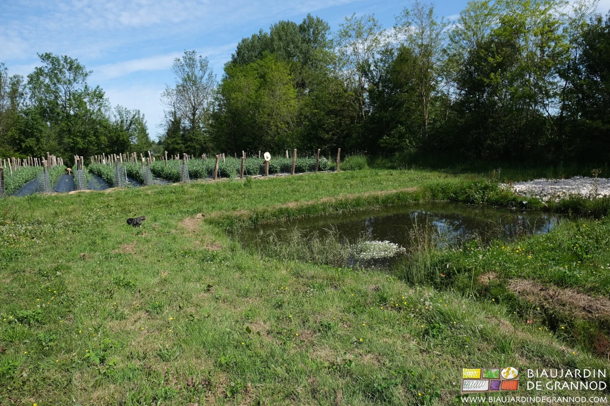 Photo du carré de pois une année qu’il était à côté du bassin de rétention des eaux du quadritunnel