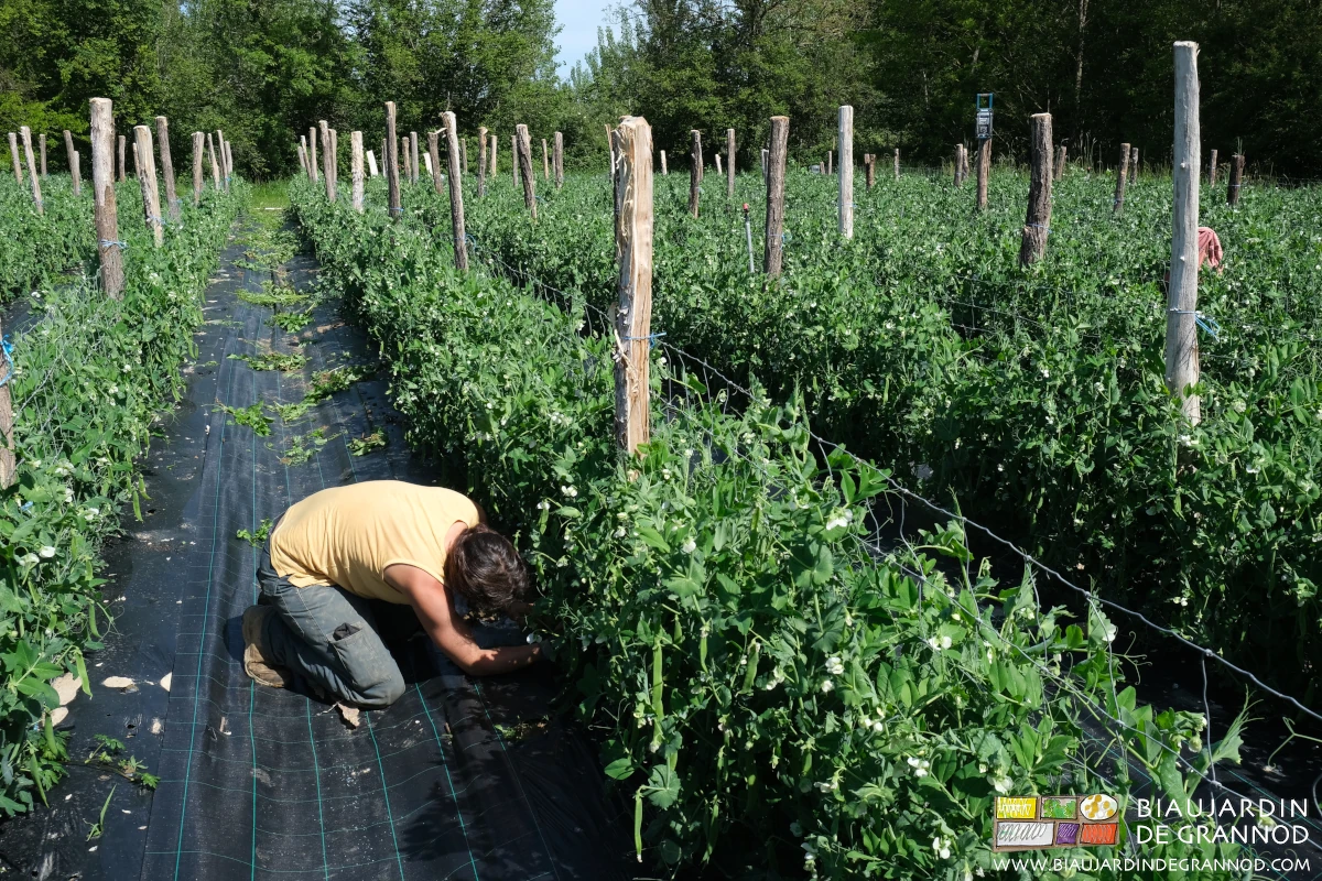 Photo du désherbage manuel au couteau dans les trous de plantation du paillage