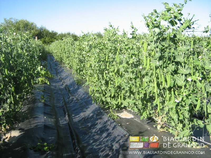 Photo des rangs chargés de petit pois peu avant début de récolte