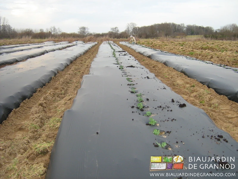 Photo du repiquage manuel des mottes de pois sur la planche permanente filmée