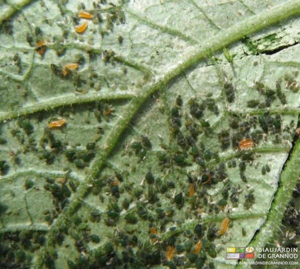 photo de larves d'aphidoletes en train de parasiter des pucerons sous une feuille de concombre