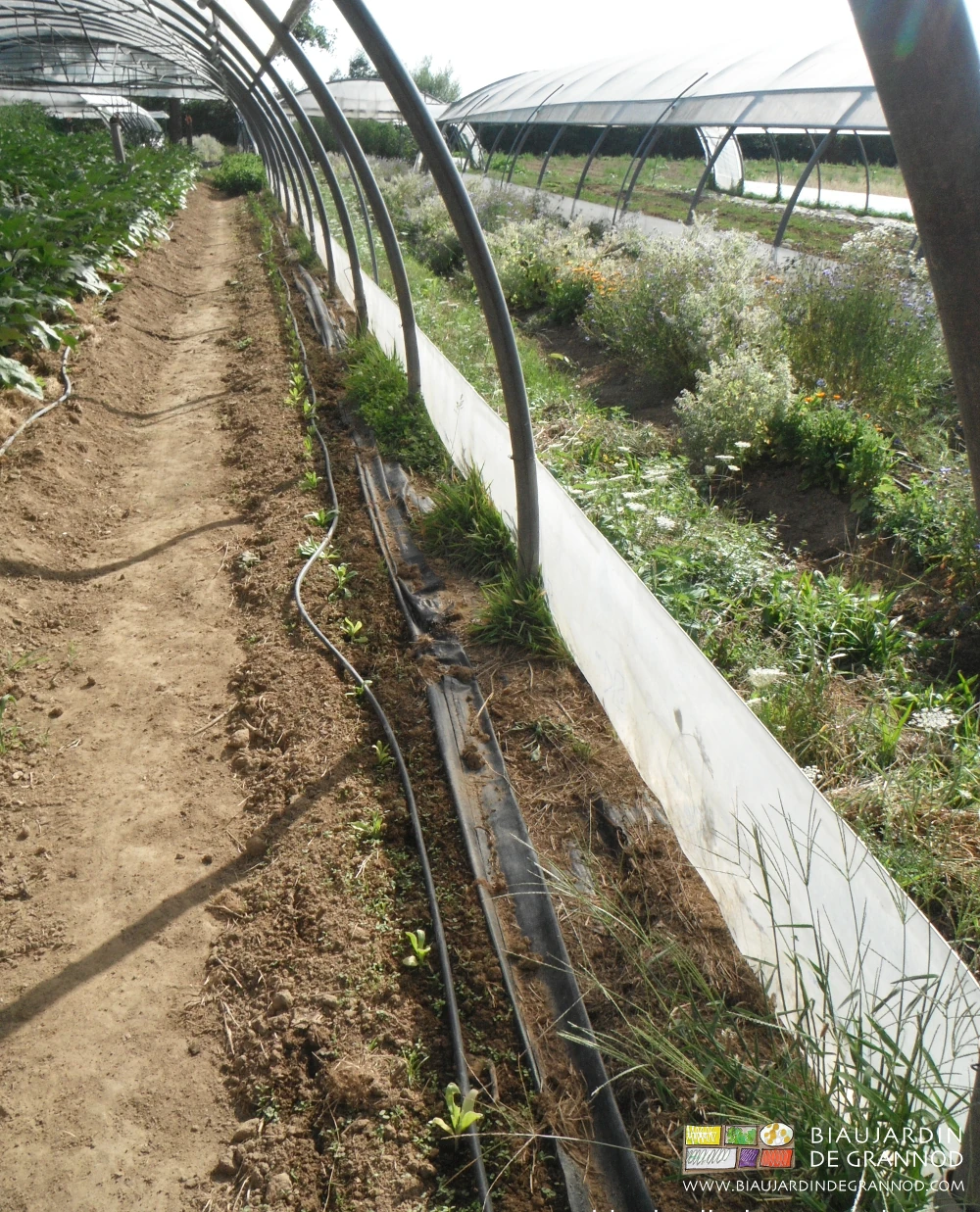 photo de repiquage tardif de souci en bordure de tunnel arrosé en goutte à goutte