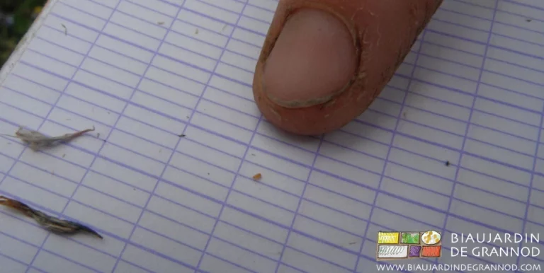 photo de doigt montrant une larve de macrolophus tombée sur le cahier