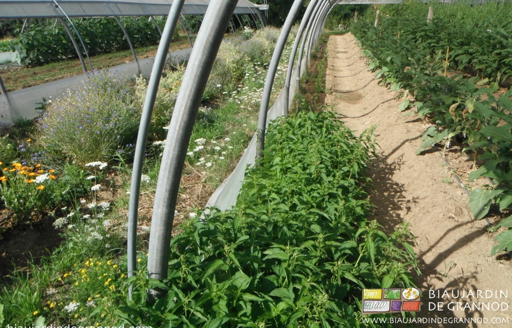 photo de belle touffe d'ortie entretenue à l’entrée en bordure de tunnel