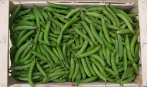 photo d'une cagette bois de petit pois frais récolté à la main