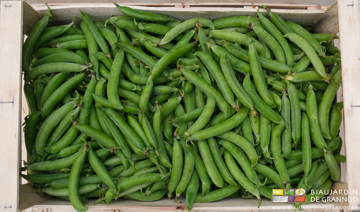 photo d'une cagette bois de petit pois frais récolté à la main