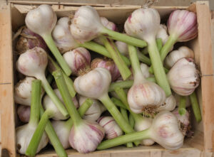 photo d'une cagette de têtes d'ail frais avec un peu de tige verte