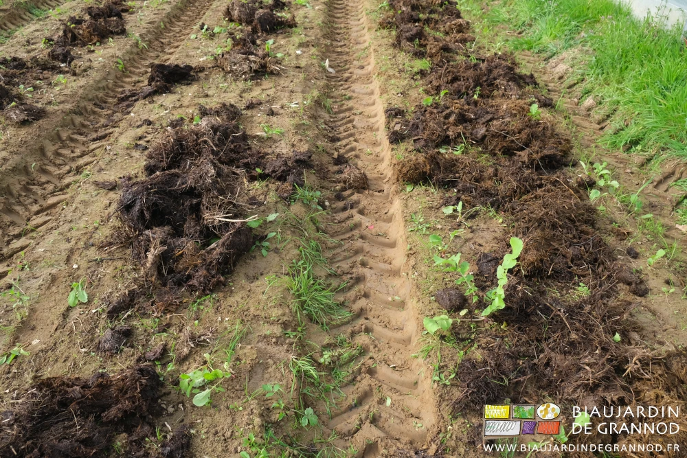 photo comparant une planche au fumier réparti et la voisine où le travail est en cours