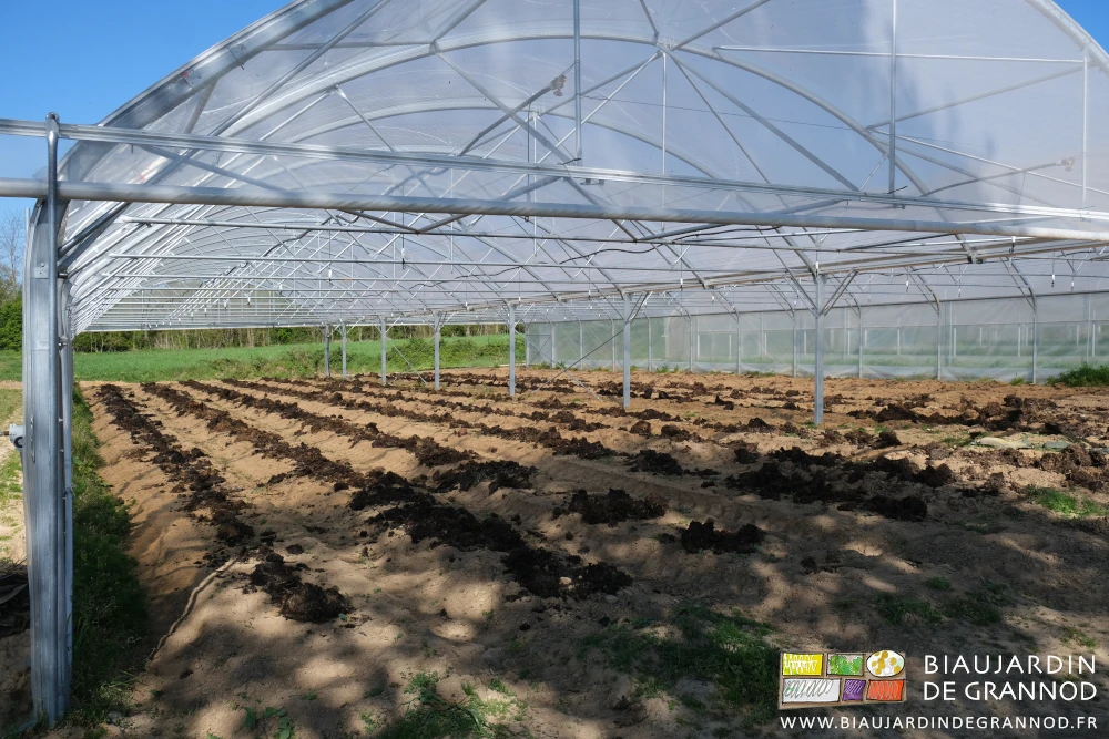 photo d'ensemble d'un bi-tunnel de 12 planches couvertes en fumier de bovin rapidement composté épandu au croc et bennette