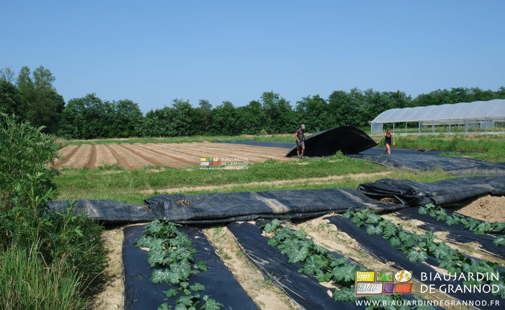 photo en juin la toile est emmenés à côté pour le semis