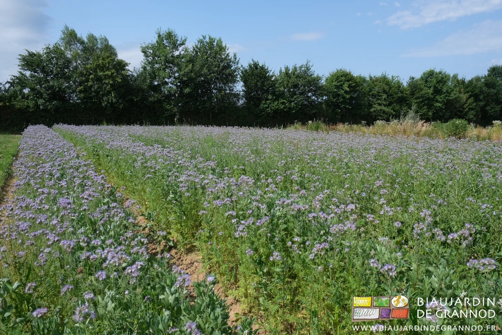 photo d'un carré de phacélie en pleine floraison, en mélange avec féverole et les allées binées 