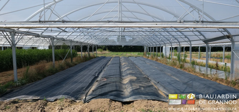 photo de 6 planches sous tunnel couvertes d'une toile tissée noire pour occultation de faux semis
