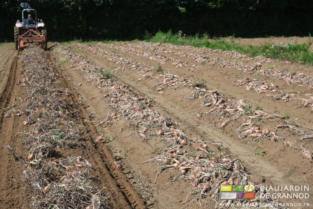 photo l'oignon cuisse de poulet sèche au soleil sur les planches de culture, le film noir enlevé