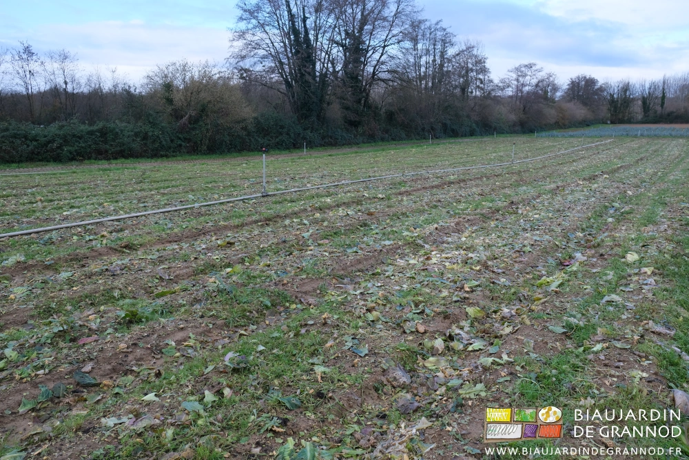 photo des tiges, feuilles abîmées et autres reste de culture de chou broyés au sol après récolte