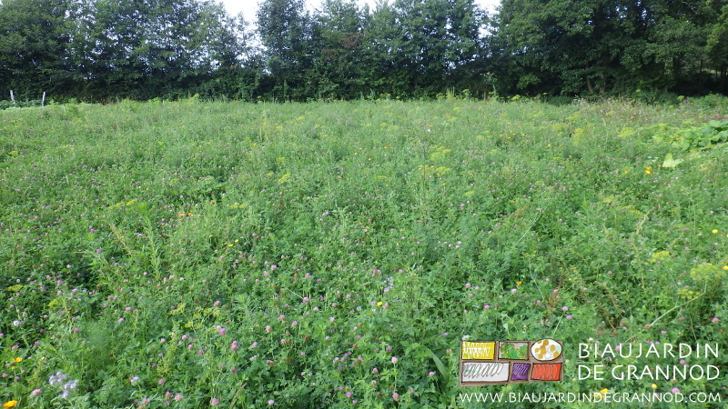 photo d'engrais vert diversifié en fleurs et riche en luzerne