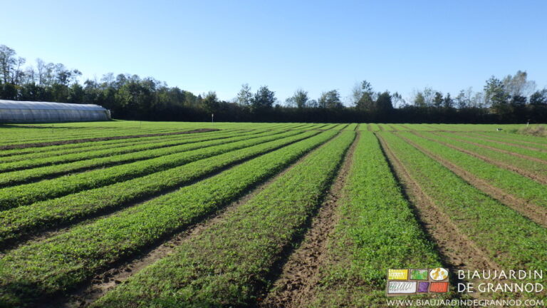 photo de culture d'engrais vert récemment semés