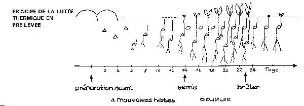 schéma chronologique du processus de levée et brûles des adventices sur 30 jours