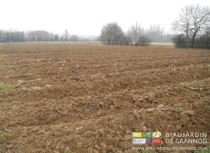 photo de reprise de plusieurs carrés de planches en engrais vert en sortie d'hiver
