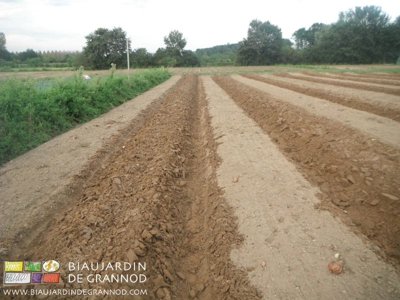photo de planches remontées par la butteuse après récolte d'oignon à l’arracheuse