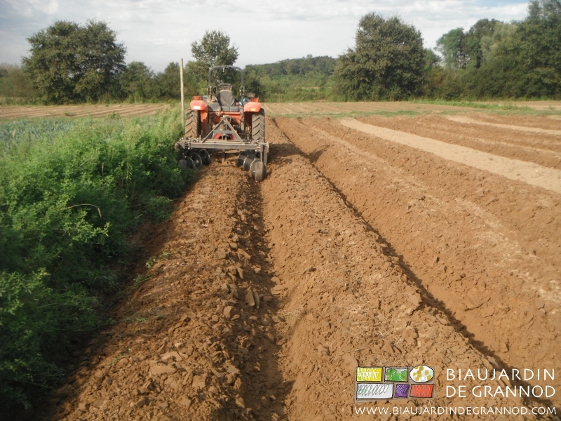 photo de butteuse au travail à coté d’une bande fleurie bien développée