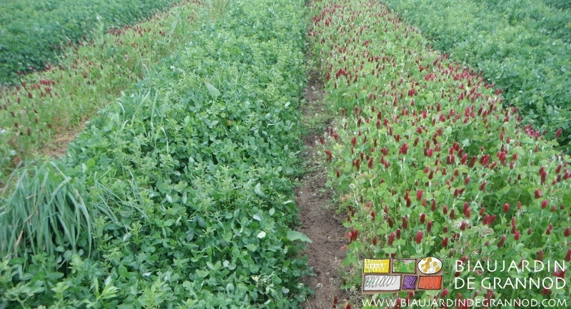 photo d'engrais verts différents sur des planches joignantes preuve de reprise individualisée 