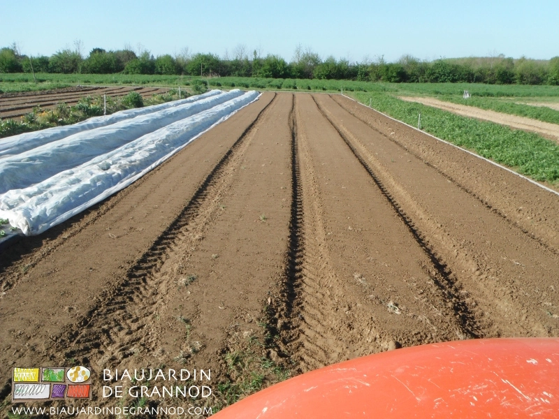 photo de planches roulées et arrosées pour enclencher un faux semis