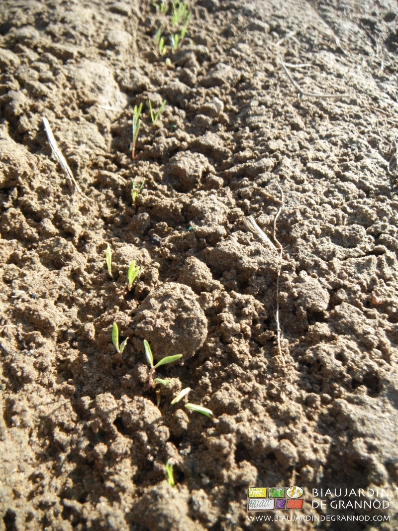 photo de plantule de carotte en cours de levée sans adventice