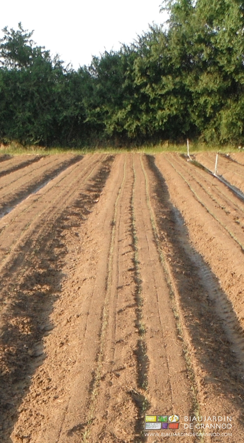 photo de planches de carotte débâchées et levées