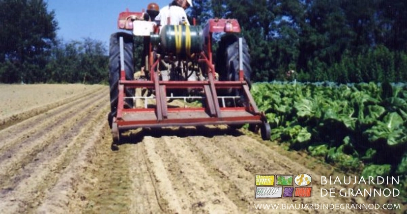 photo de brûlage d'un semis de betterave à côté de planches de bette en cours de récolte