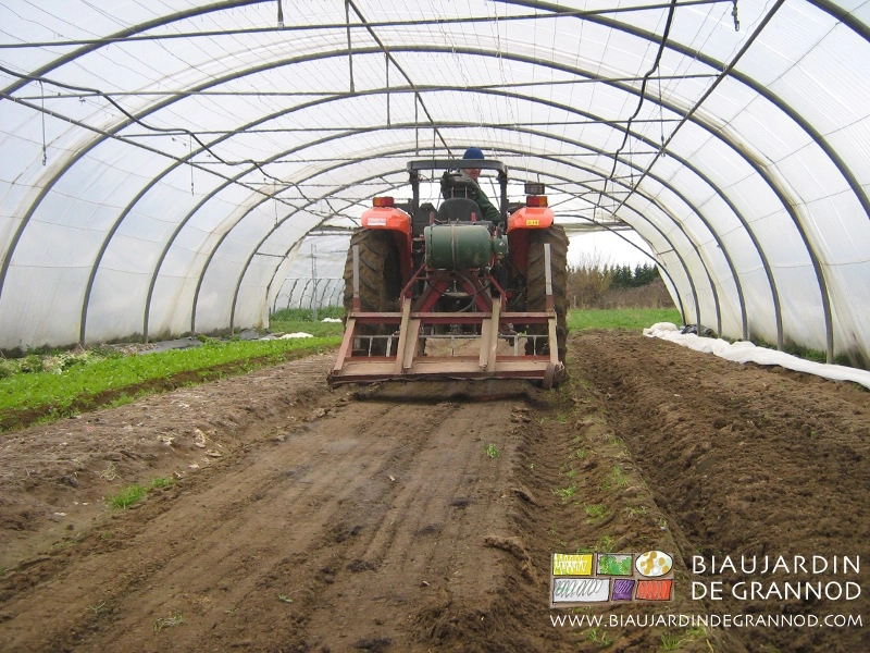 photo de brûlage sous tunnel d'un semis de carotte en germination