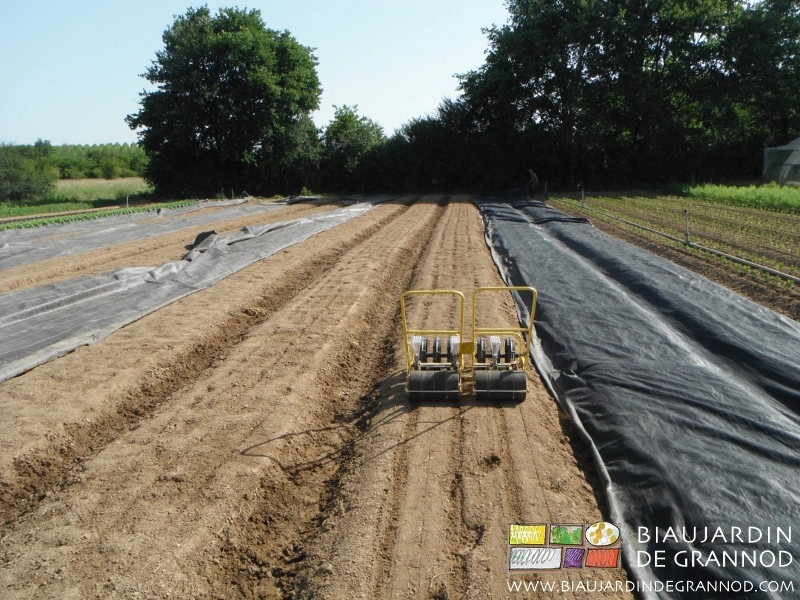 photo de semoir au travail sur une planche de carotte