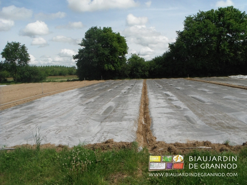 photo du carré de carotte arrosé et couvert par une bâche de solarisation