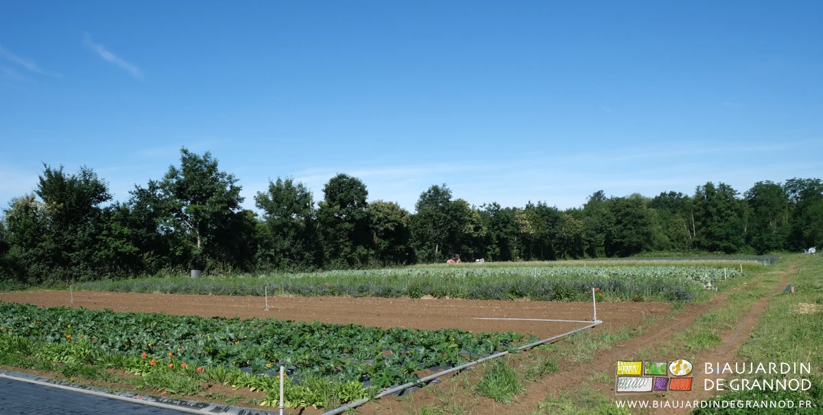 photo d'ensemble du jardin avec ses hautes haies bocagères feuillues duversifiées