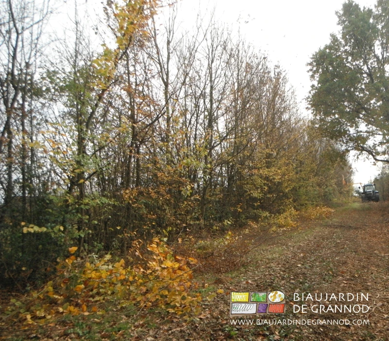 photo d'ensemble de la haie en cours d'entretien hivernal