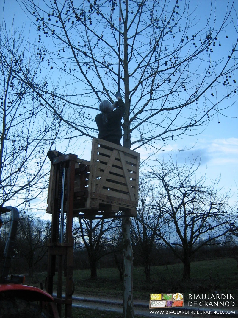 photo de Pascal dans un palox levé par le mât lève palette pour élagage en hauteur