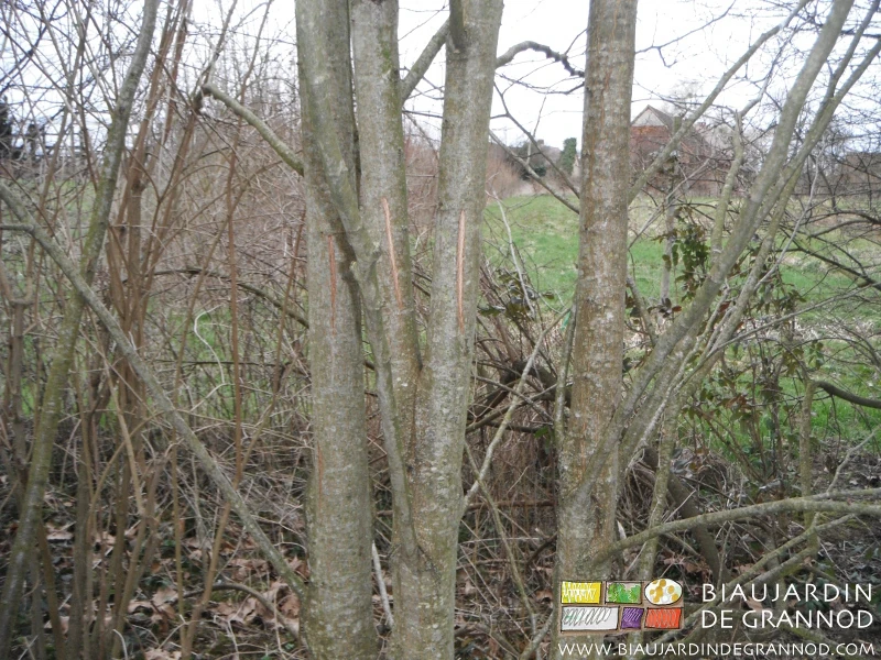 photo de détail de quelques brins marqués pour coupe