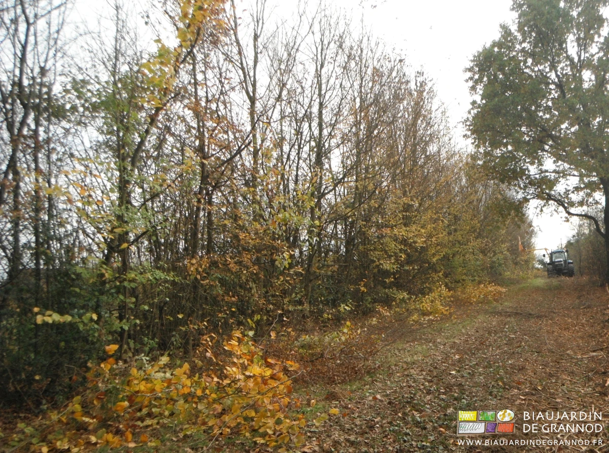 photo des branches taillées et tombées au pied de la haie