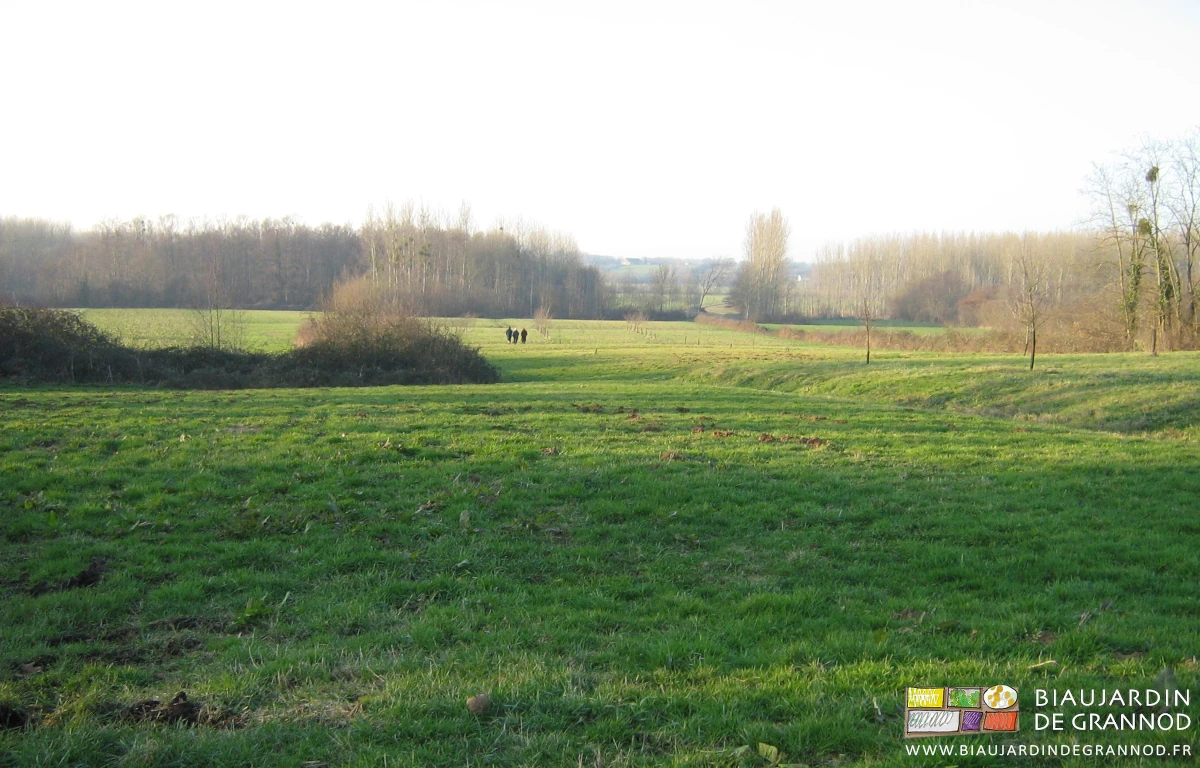 photo état des lieux du pré longé de ronces