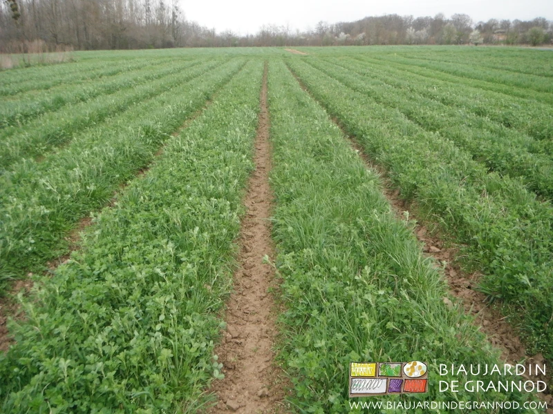 photo hivernale d'un mélange développé et les allées sans adventice