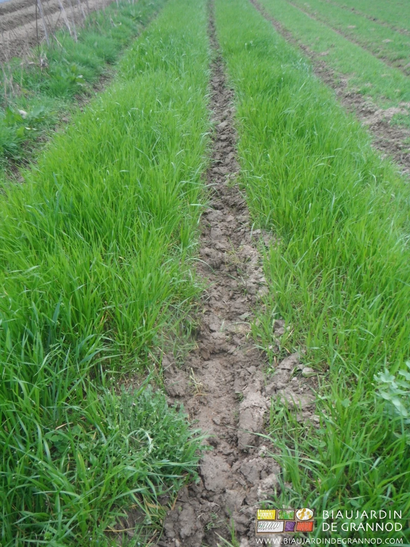 photo des allées binées en conditions humides donc vilain état de surface