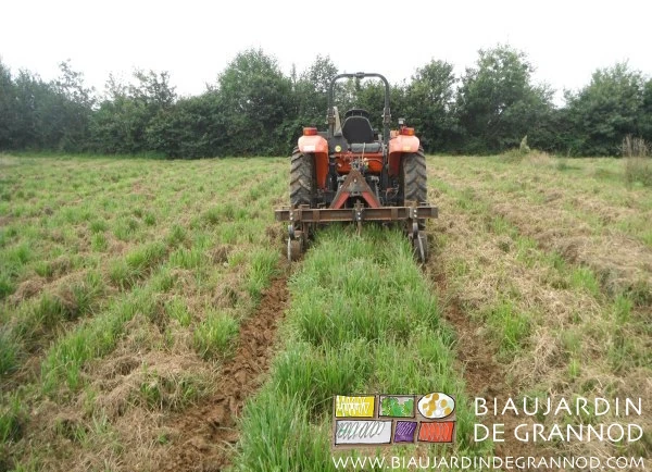 photo de tracteur et barre porte outil au binage des allées d'un engrais vert broyé