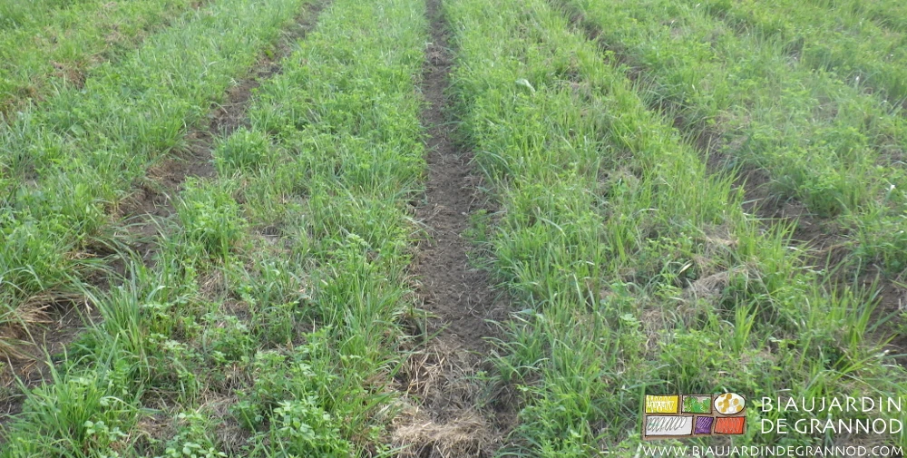photo de mélange luzerne fétuque en sortie d'hiver allées sans adventice