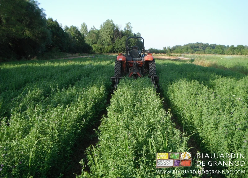 photo estivale de binage d'allée au tracteur dans un carré de luzerne