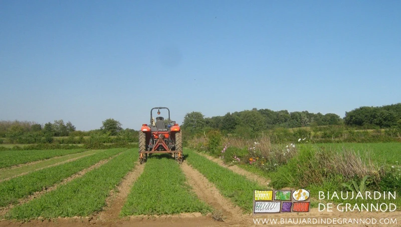photo de binage tracteur des allées d'engrais vert et bandes fleuries