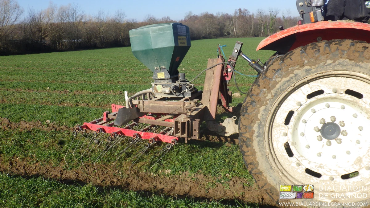 photo d’entretien de planche en engrais vert avec la herse étrille sur barre porte outil