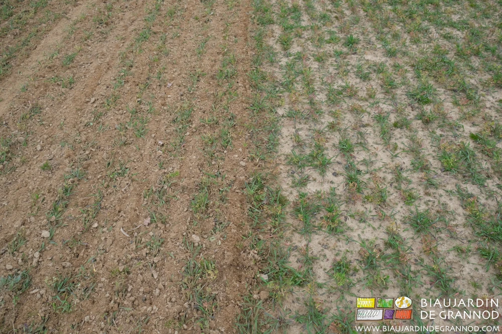 photo comparative céréale binée par herse étrille et rangs tassés avant hersage