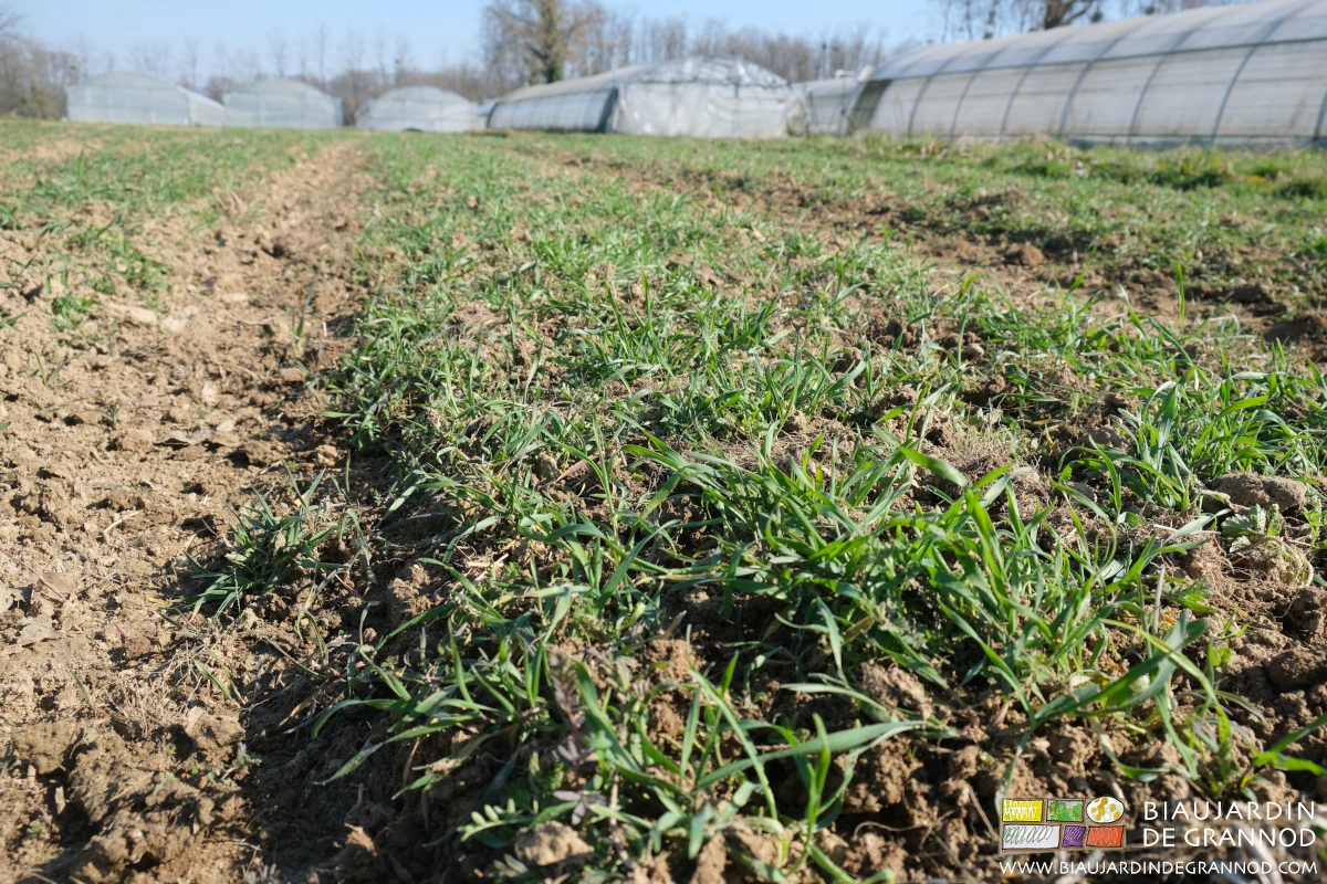 photo de jeune céréale binée en plein avec un joli résultat avec l'étrille Tréfler
