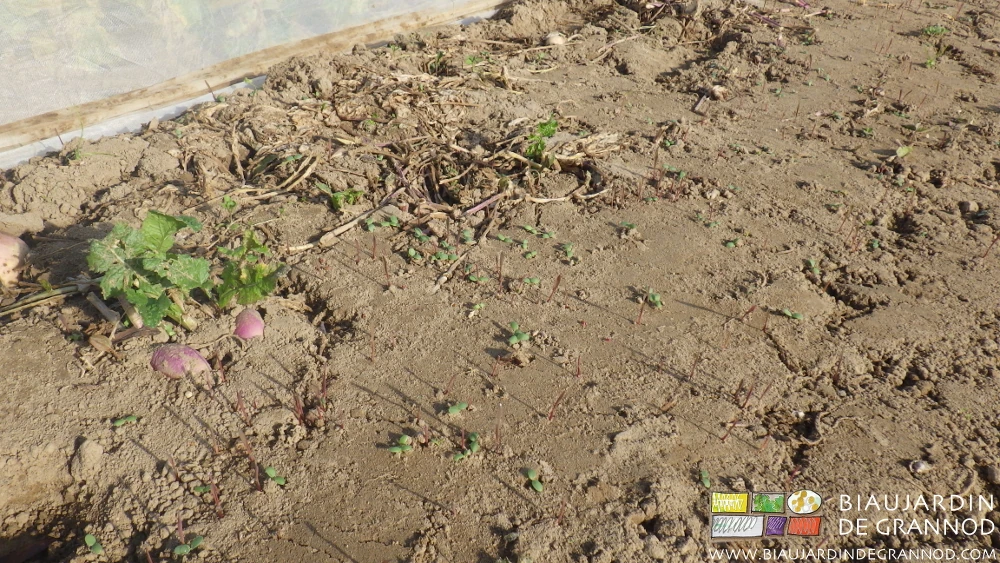 photo d'engrais vert levé dans une planche récoltée où subsistent des navets entiers