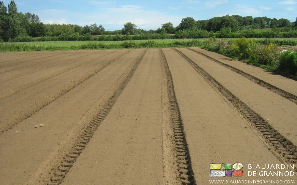 photo d'un carré semé, roulé, et arrosé par une bonne pluie